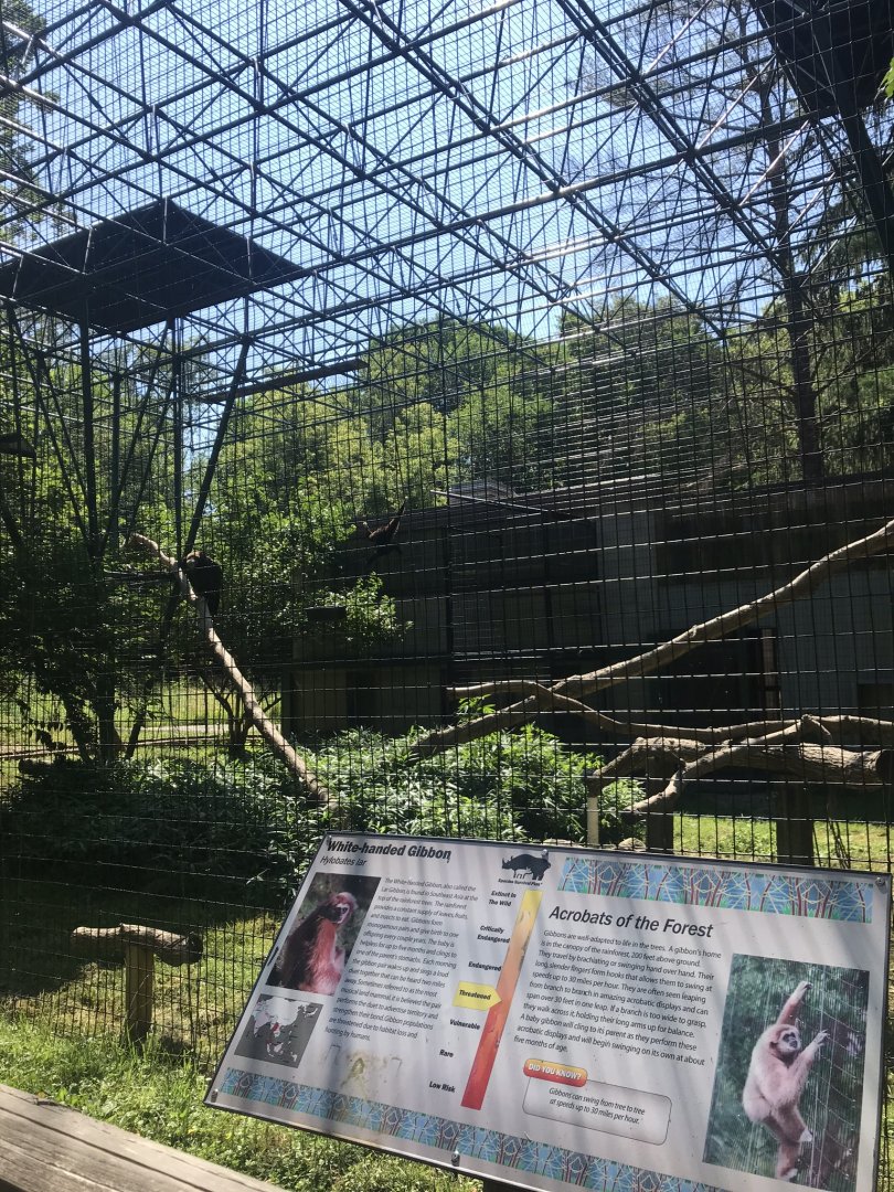 Big cats white-handed gibbon & cinereous vulture exhibit