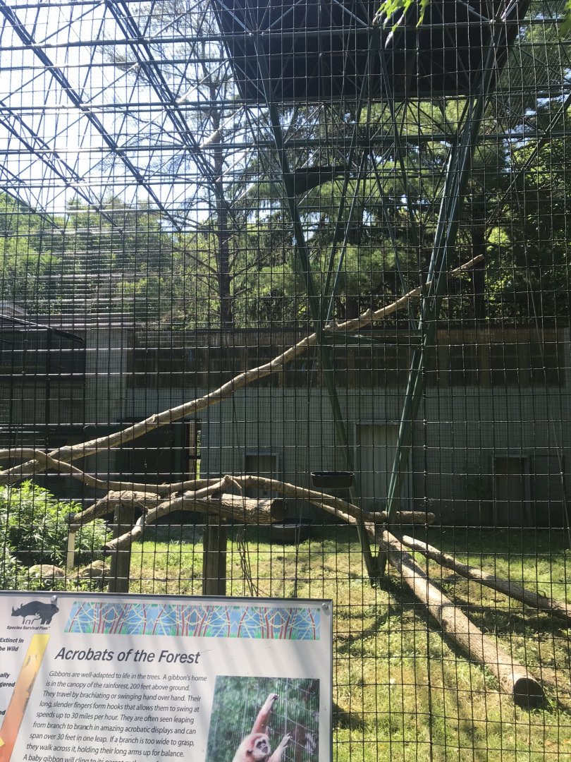 Big cats white-handed gibbon & cinereous vulture exhibit