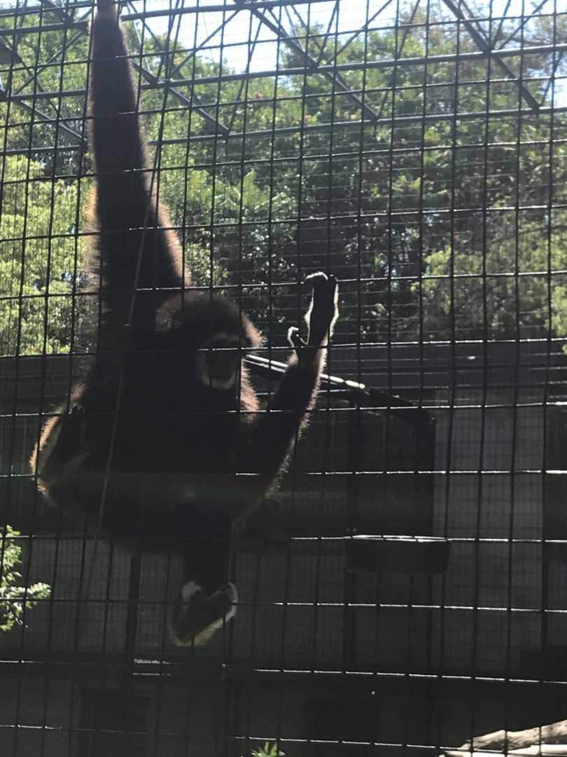Big cats white-handed gibbon