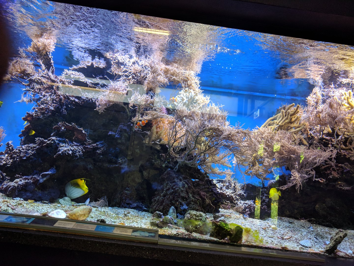 Big corral Reef Tank