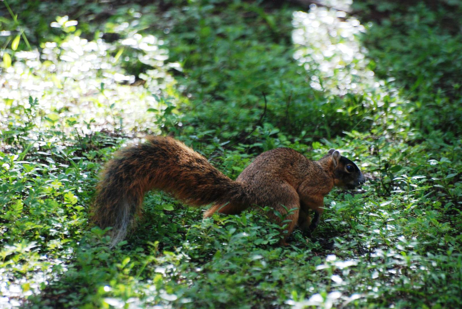 Big Cypress Fox Squirrel, Western Everglades/Big Cypress, October 2013