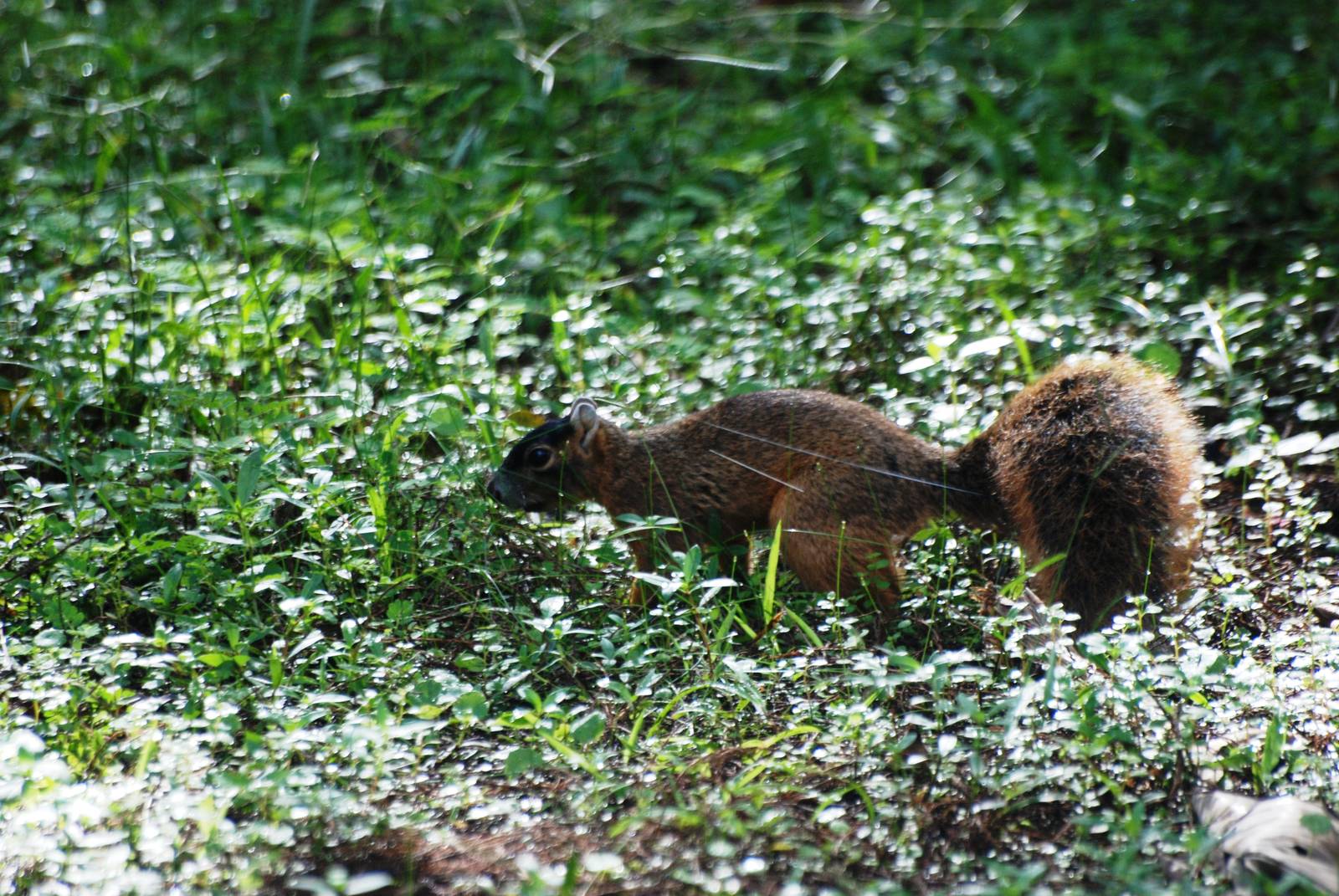 Big Cypress Fox Squirrel, Western Everglades/Big Cypress, October 2013