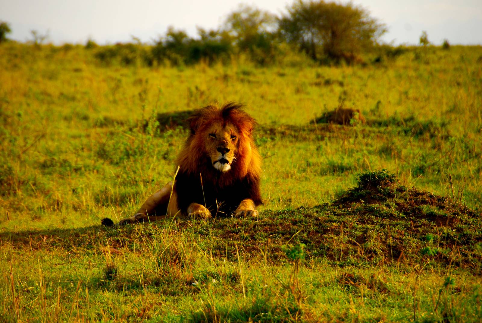 Big Daddy - Masai Mara NR
