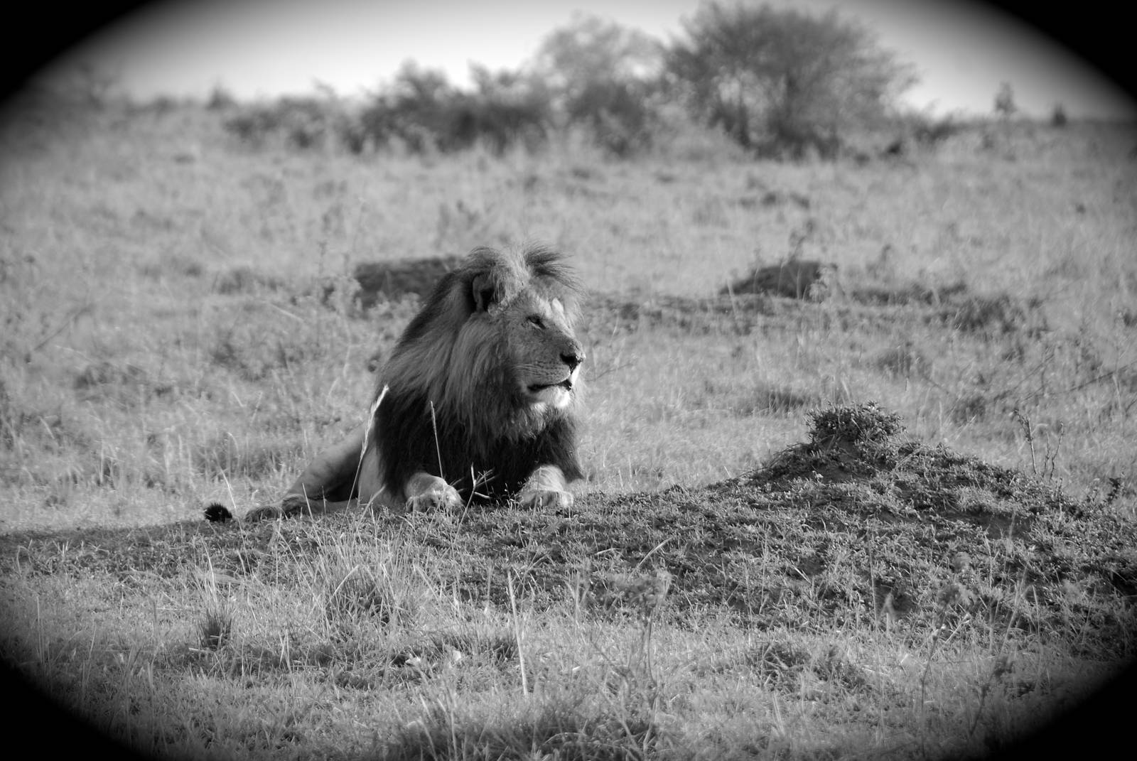 Big Daddy - Masai Mara NR
