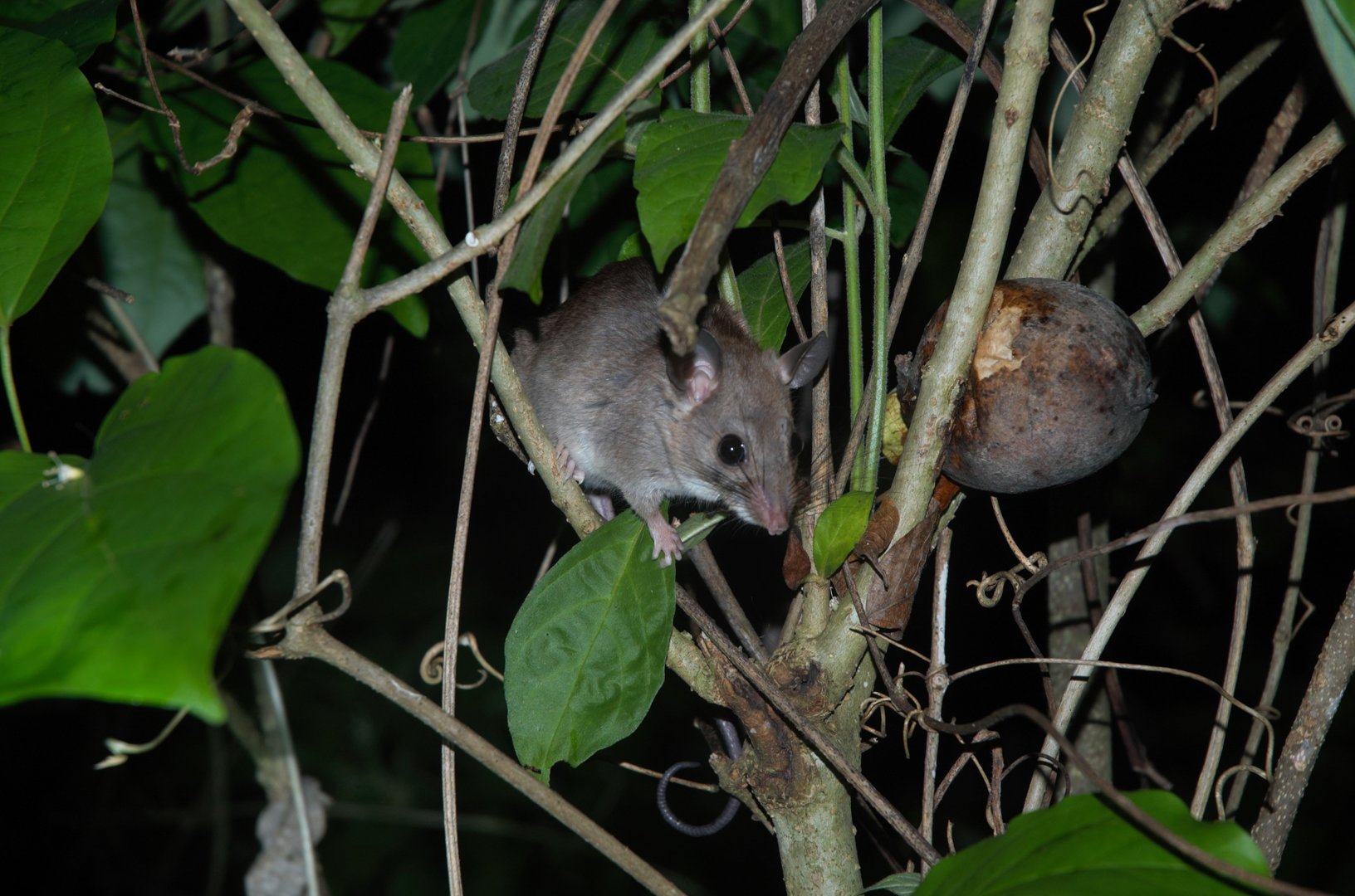 Big-eared Climbing Rat (Ototylomys phyllotis)