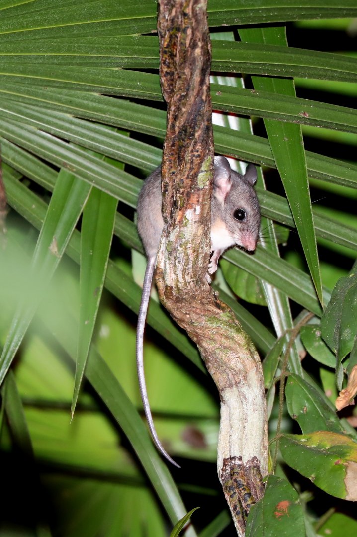 Big-eared Climbing Rat (Ototylomys phyllotis)