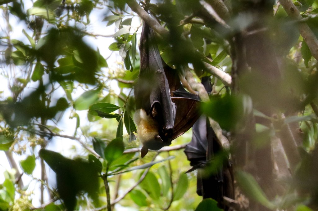 Big-eared Fruit Bats