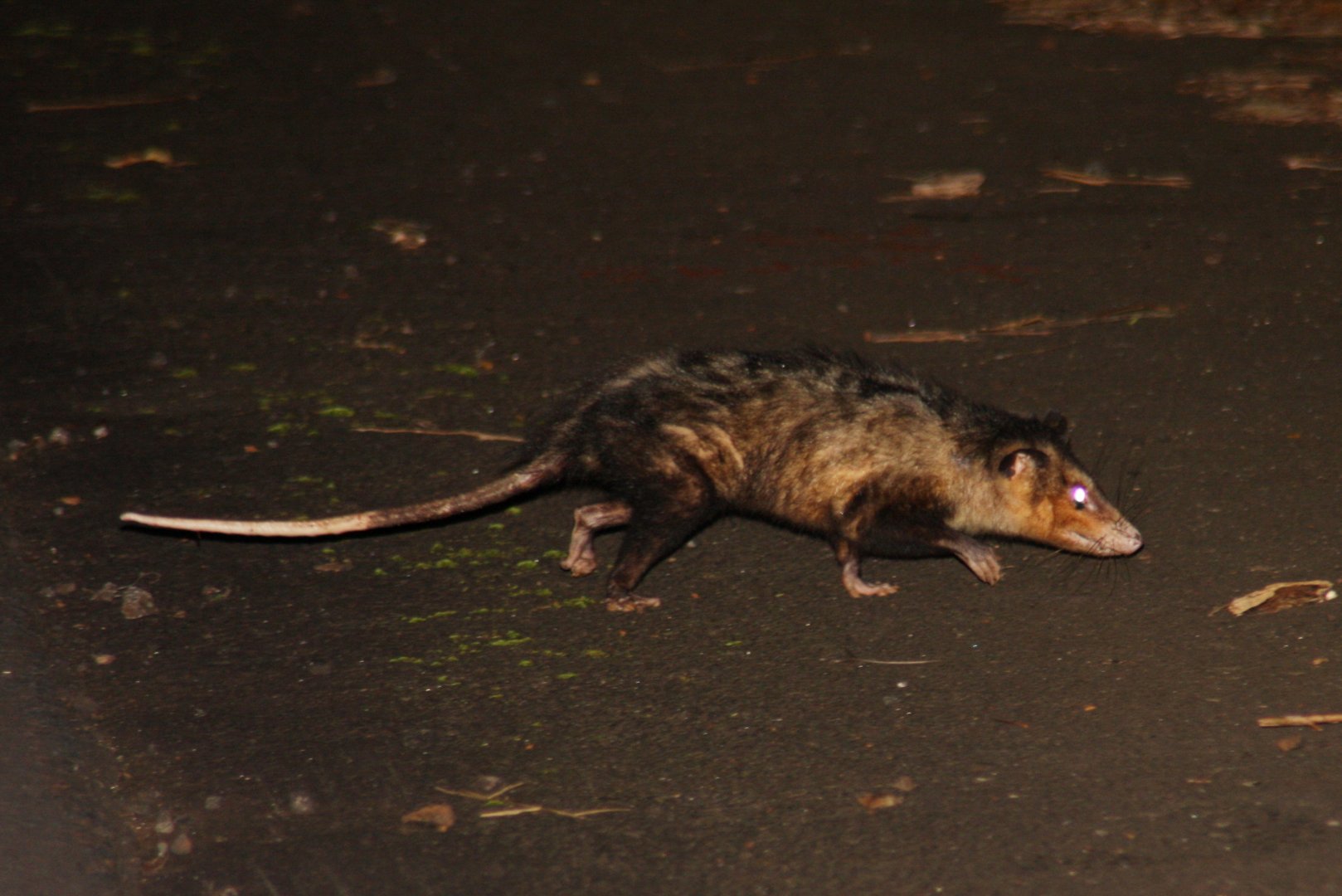 Big-eared Opossum (Didelphis aurita)