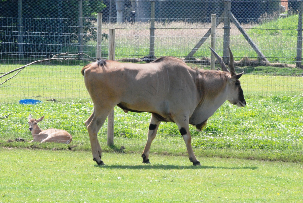Big Eland, Little Eland at Yorkshire WP, 21/06/14