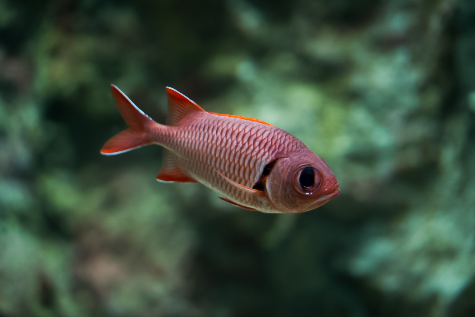 Big Eye Soldierfish