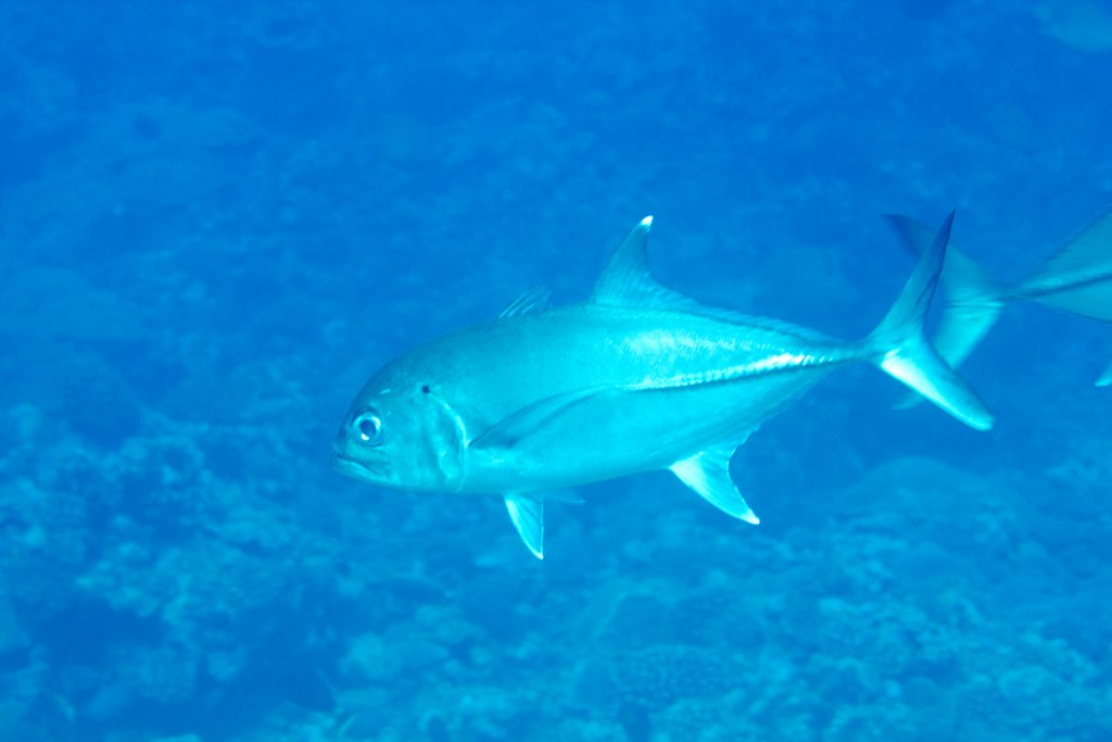 Big-eye Trevally (Caranx sexfasciatus)
