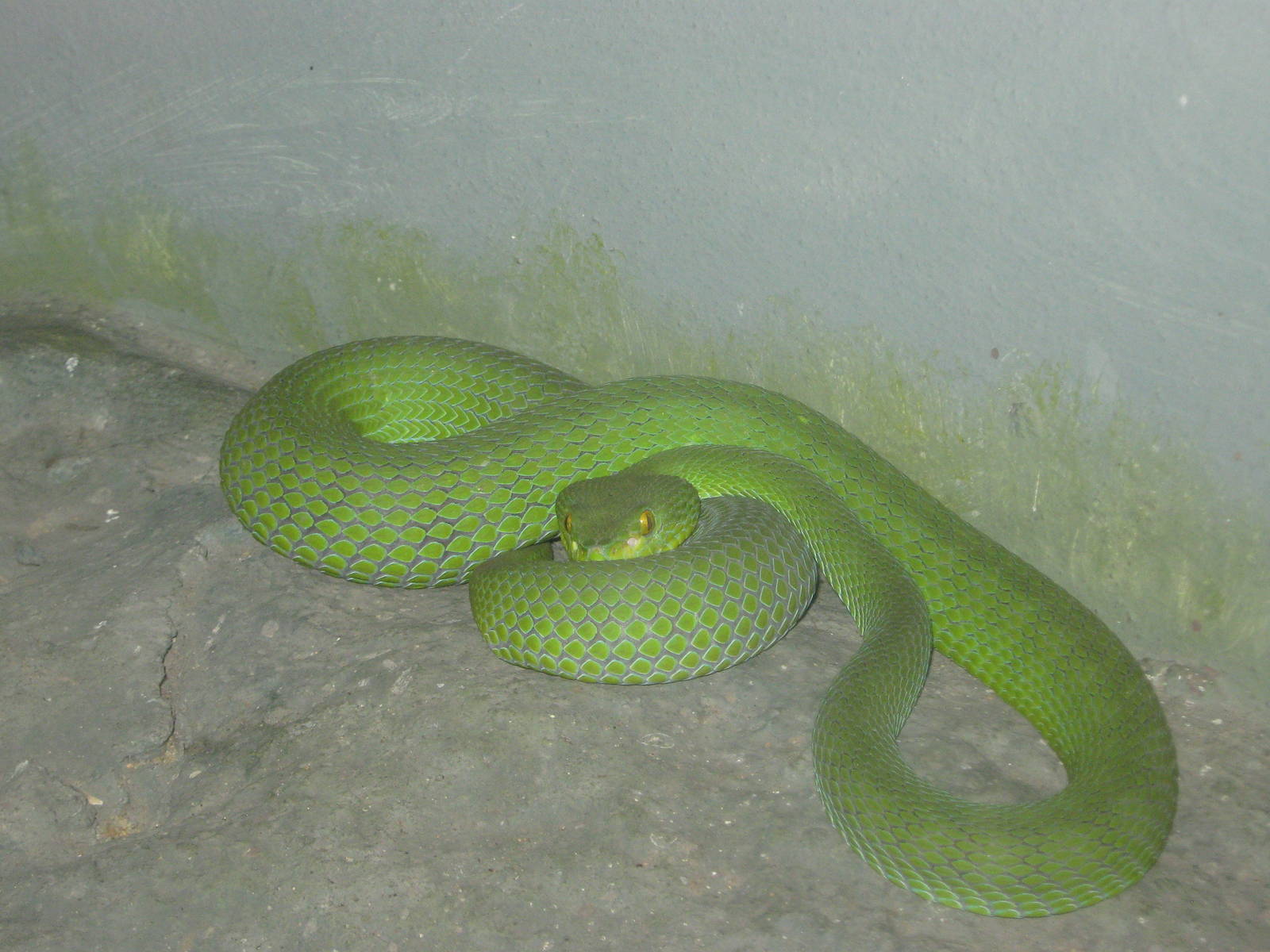 Big-eyed pit-viper (Trimeresurus macrops)