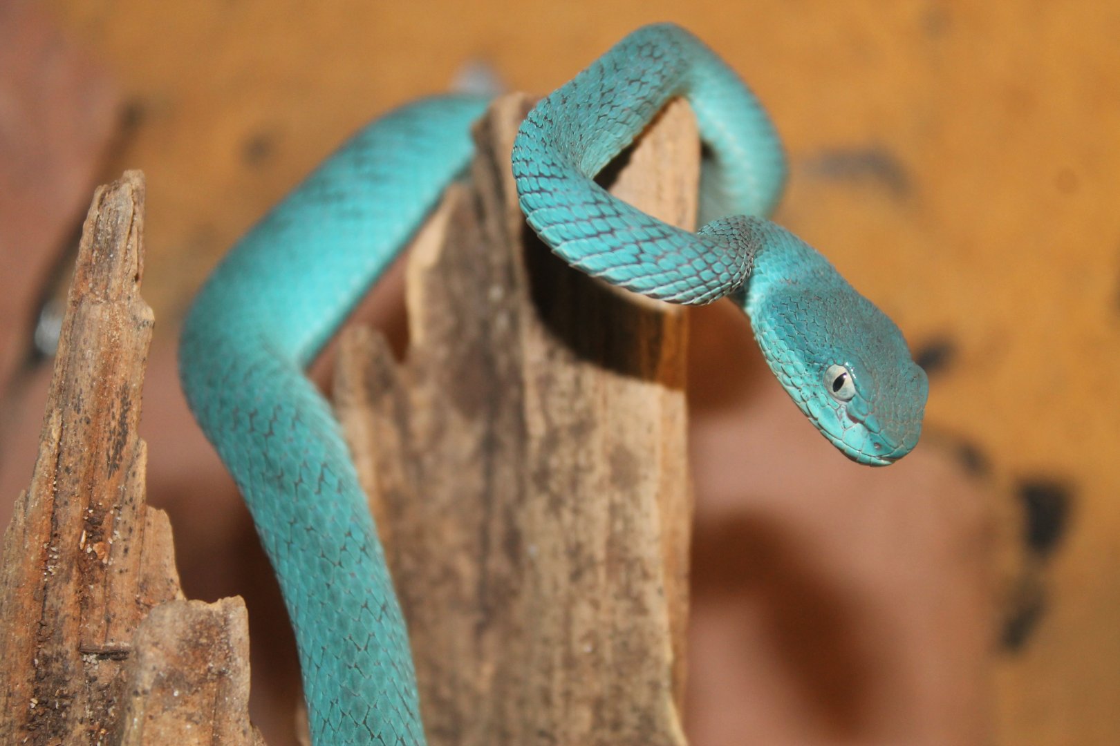 Big-eyed Pit-viper (Trimeresurus macrops)