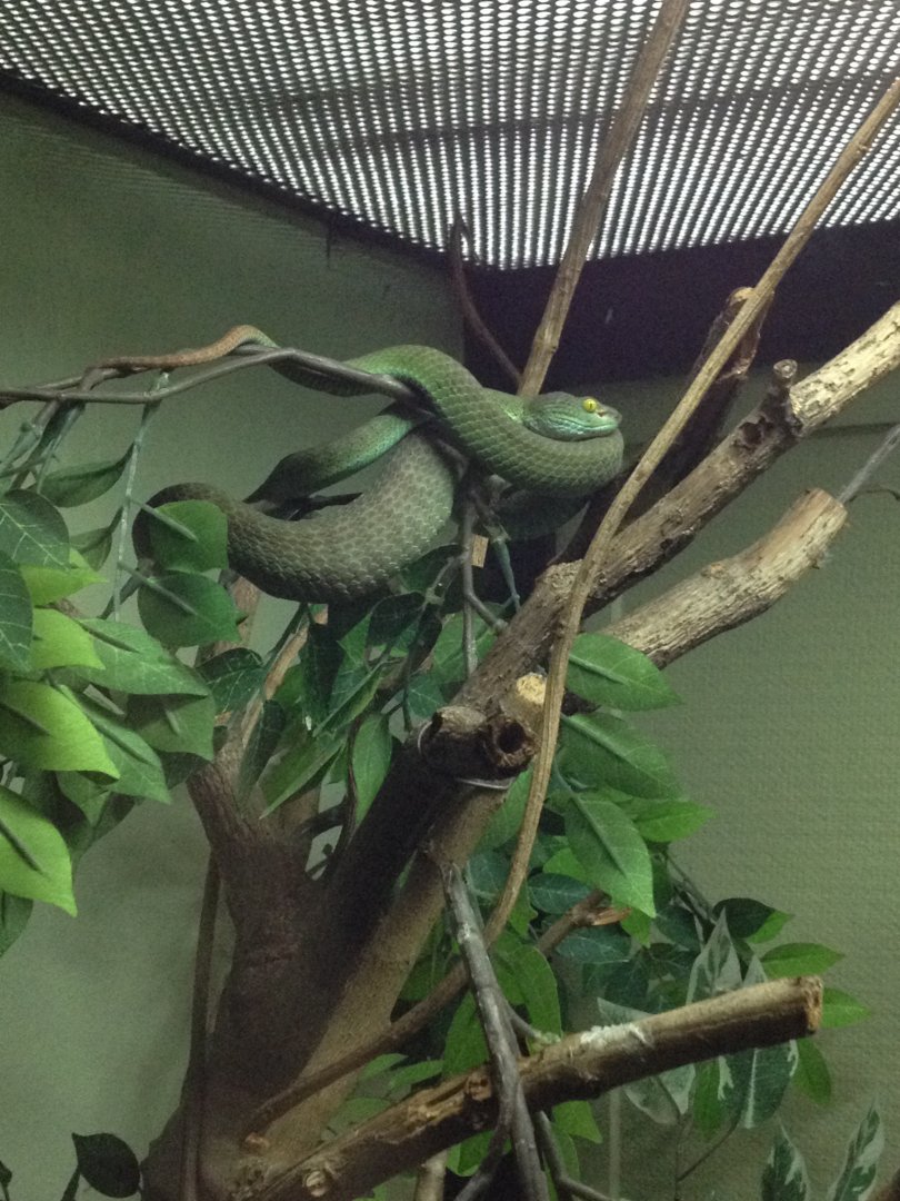 Big-eyed Pit Viper (Trimeresurus macrops)