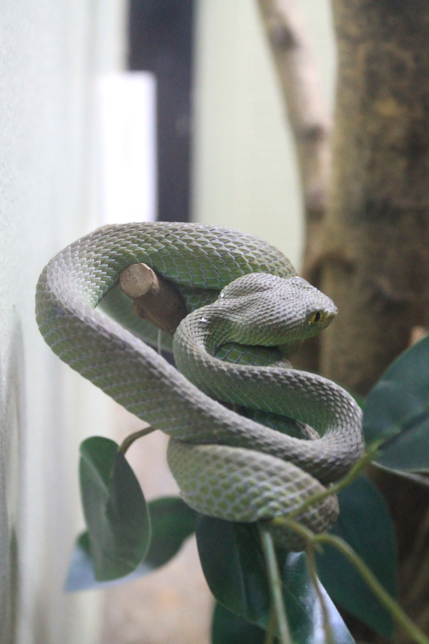 Big-eyed Pit Viper (Trimeresurus macrops)