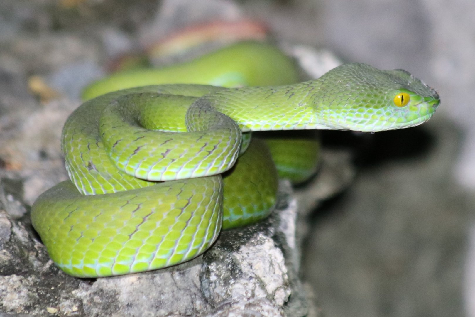 Big-eyed Pit Viper
