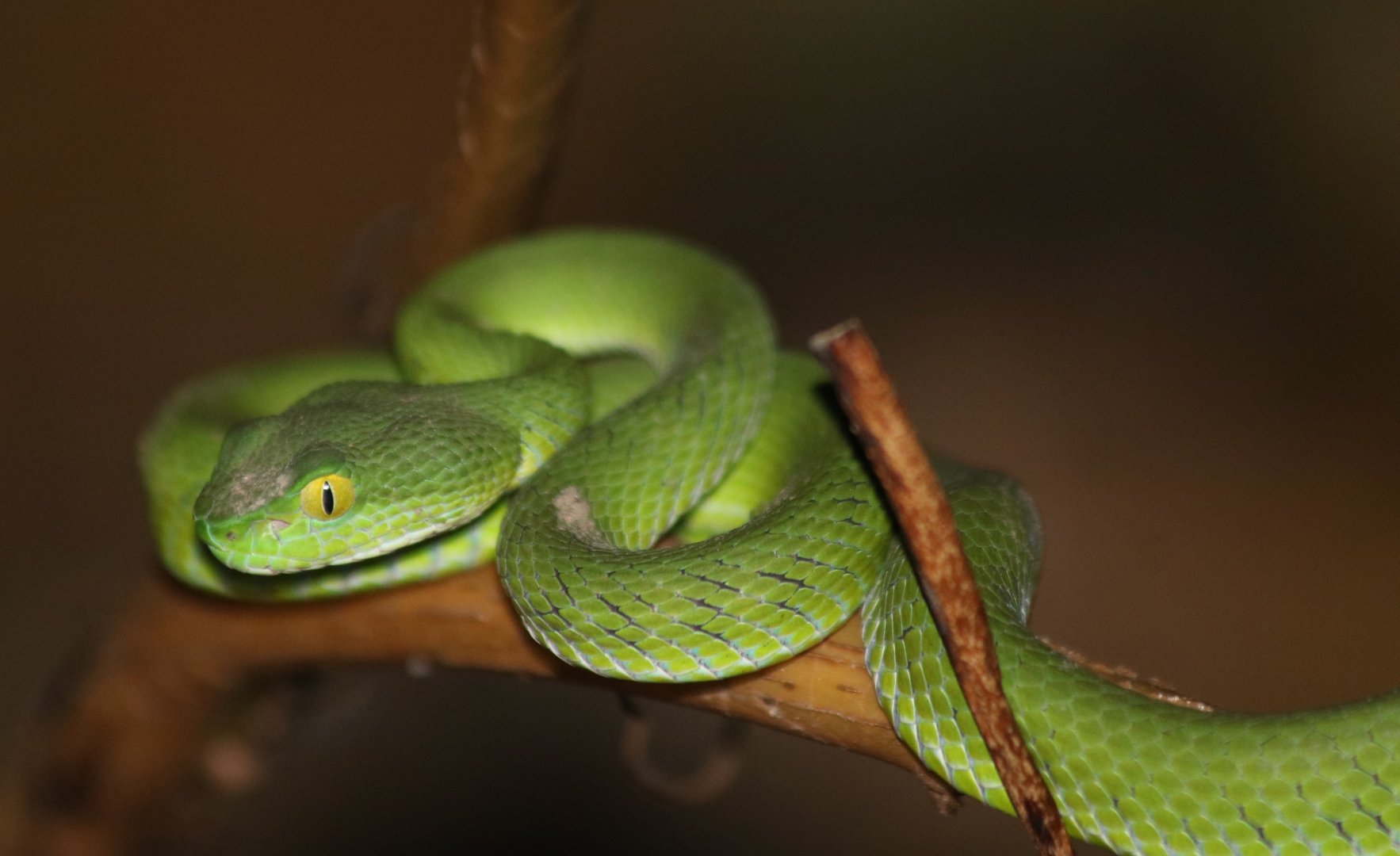 Big-eyed Pit Viper