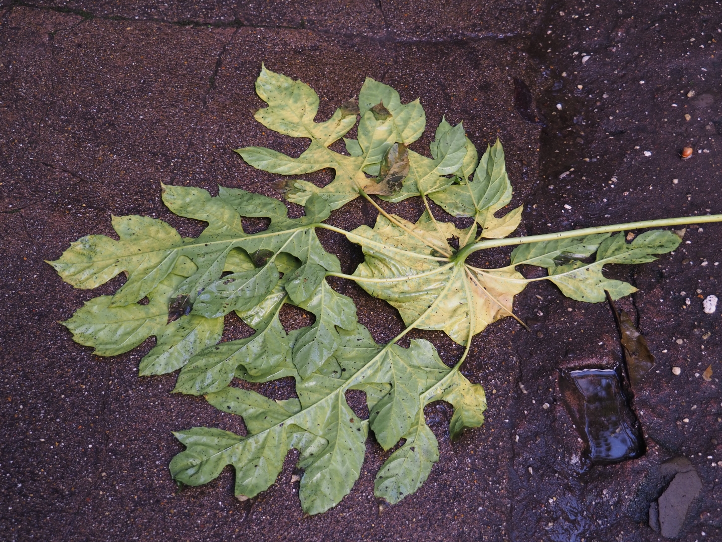 Big fallen leaf of the snowflake tree (Trevesia palmata), Sep 16th, 2018