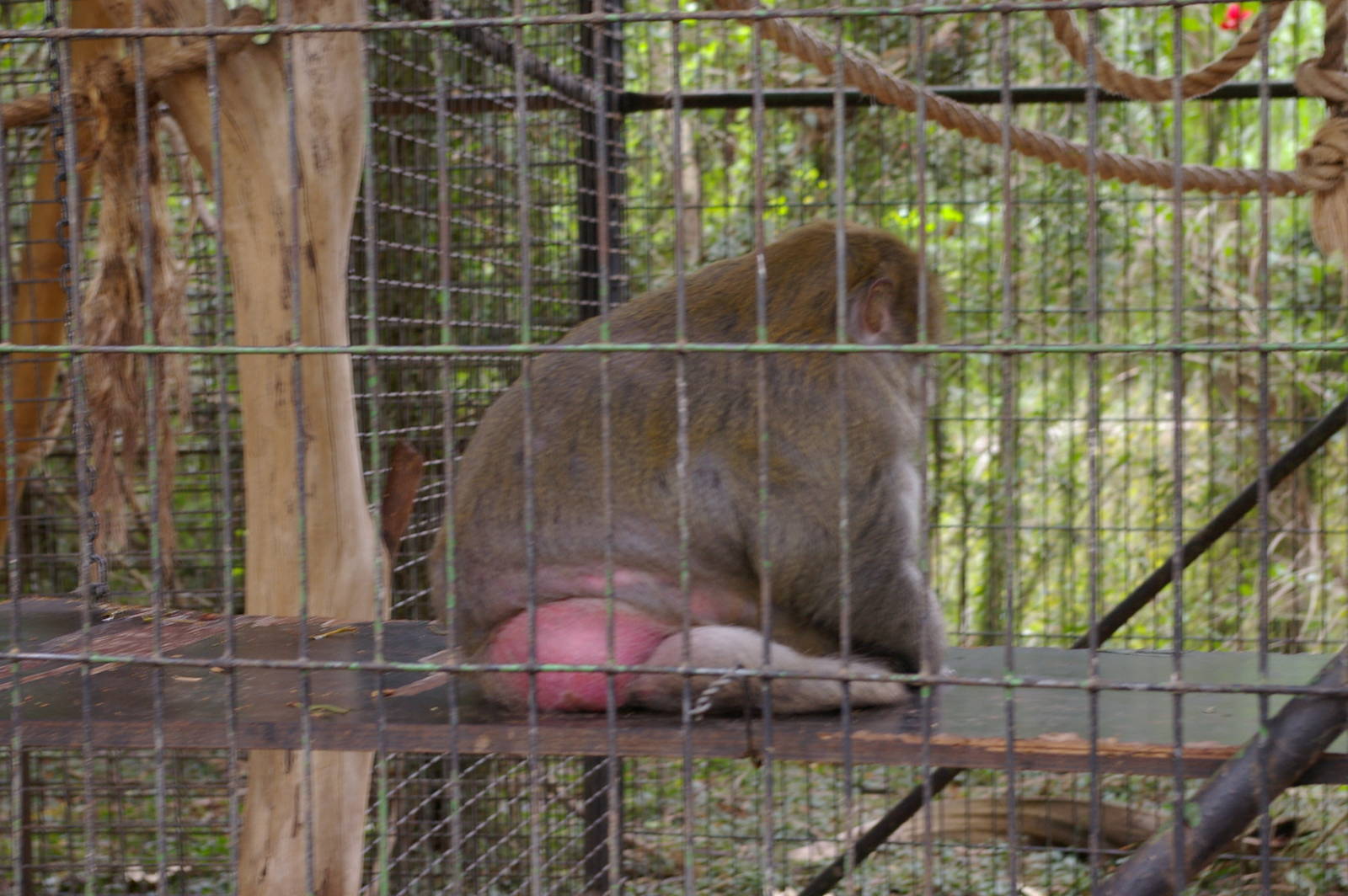 big fat rhesus, Alma Park Zoo