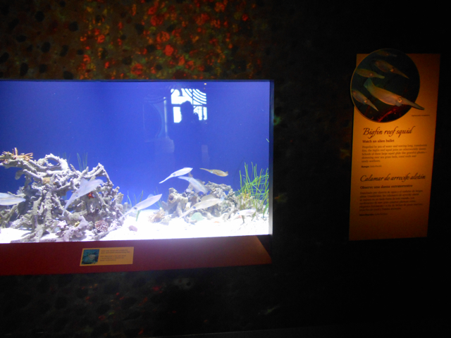Big fin reef squid exhibit