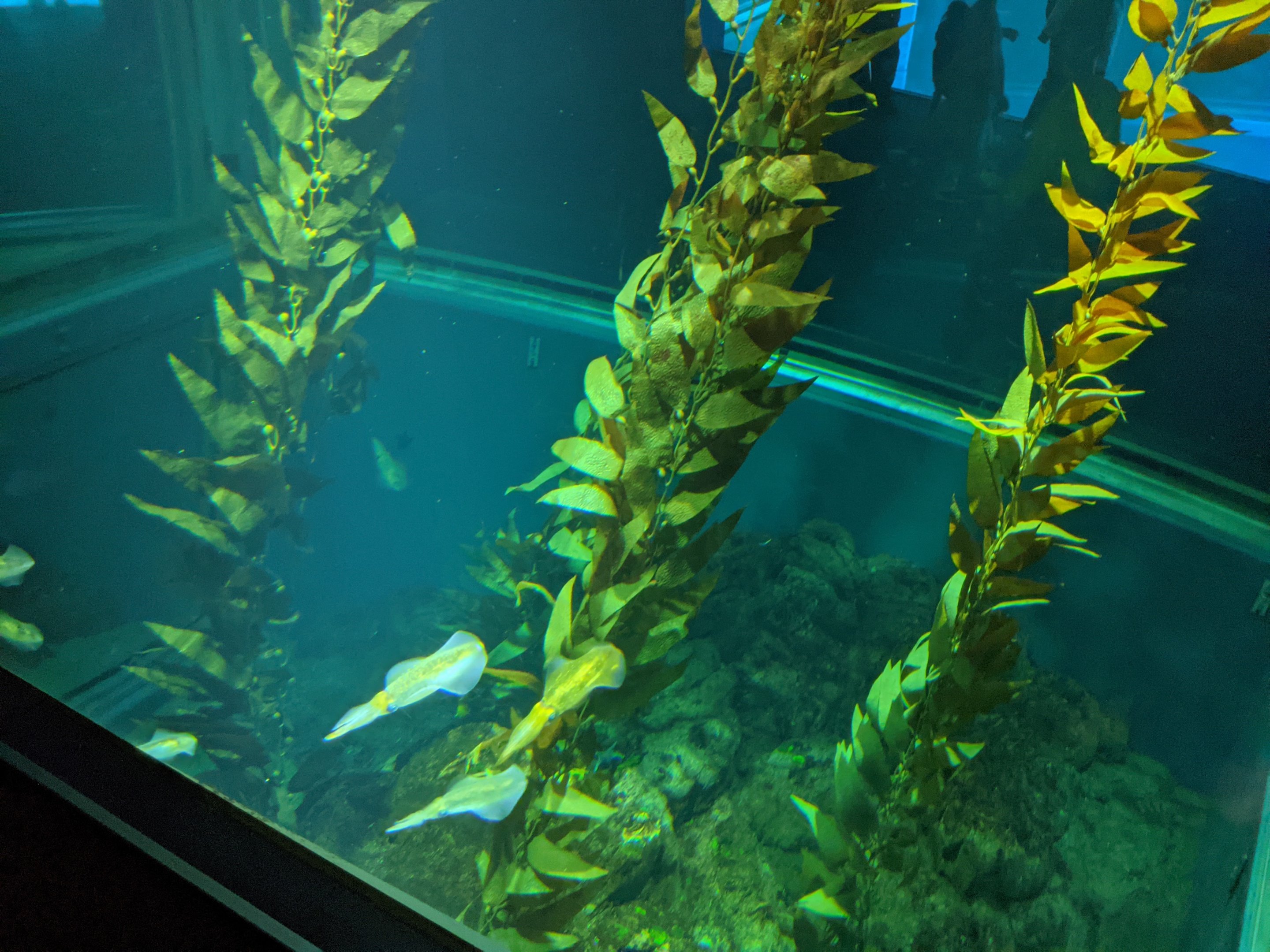 Big-fin Reef Squid (Sepioteuthis lessoniana) tank