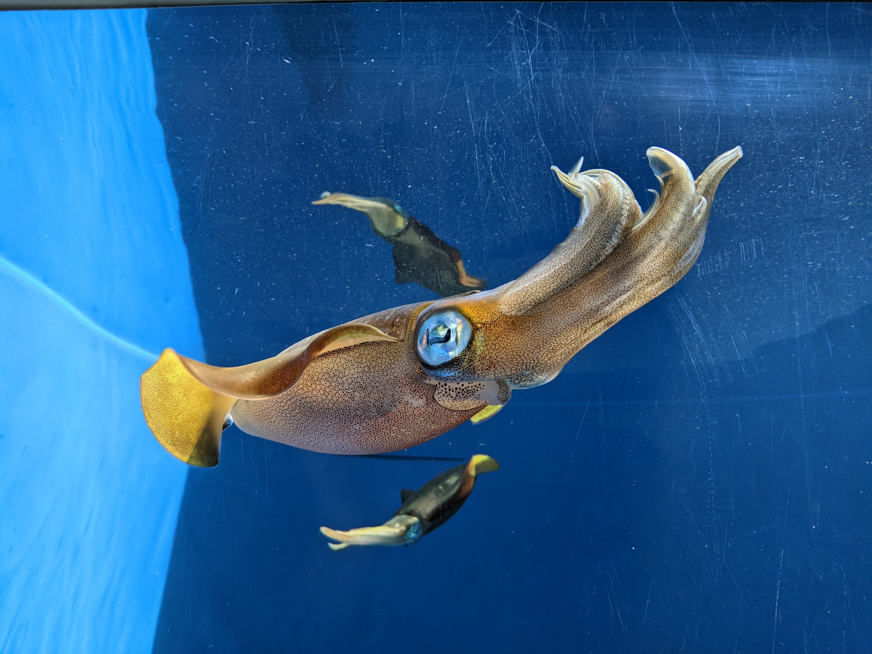 Big-fin Reef Squid (Sepioteuthis lessoniana)