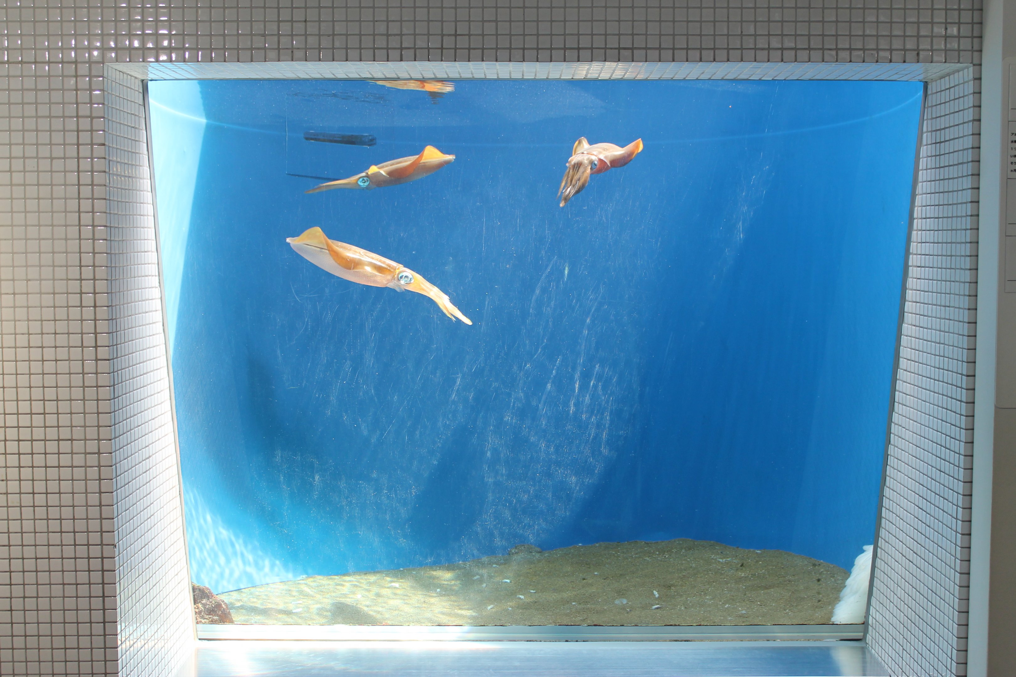 Big-fin Reef Squid (Sepioteuthis lessoniana)