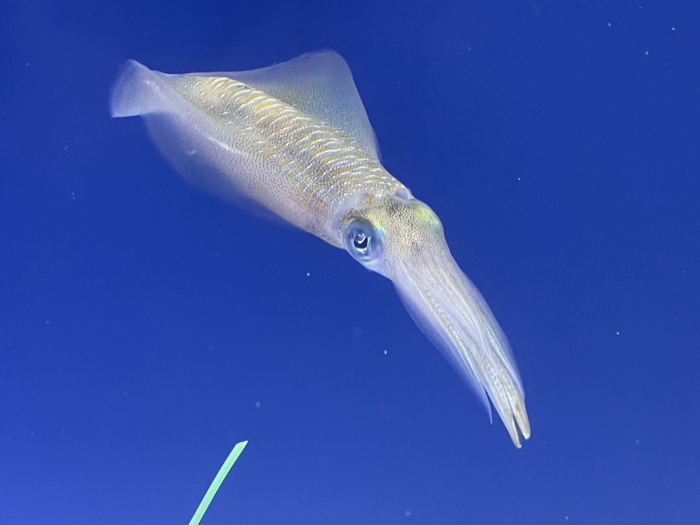 Big fin reef squid