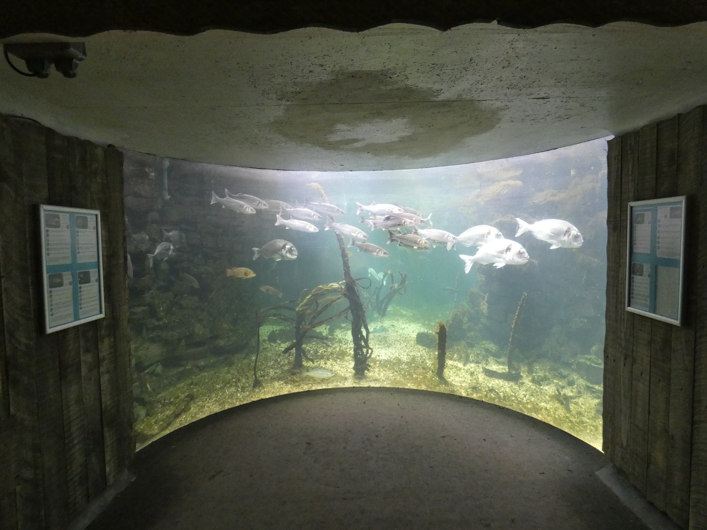Big fish forest - Anglesey Sea Zoo