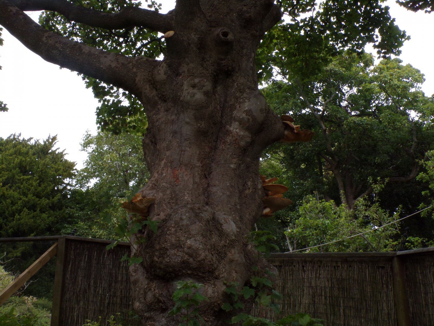 Big fungi on sycamore tree 25.8.24