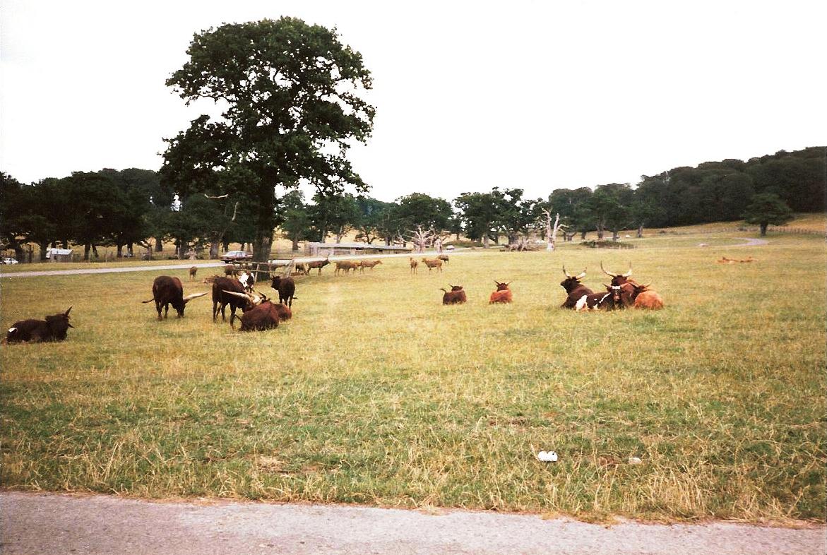 Big Game Park - July 1989