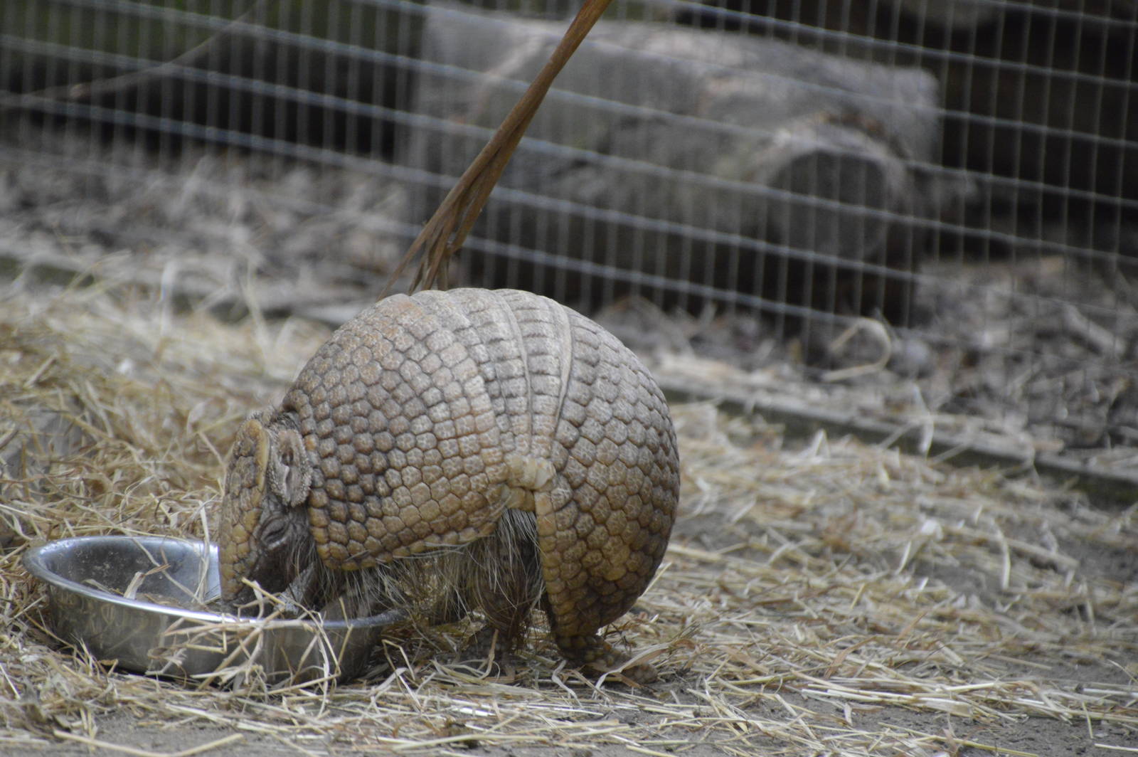 Big Hairy Armadillo 010516