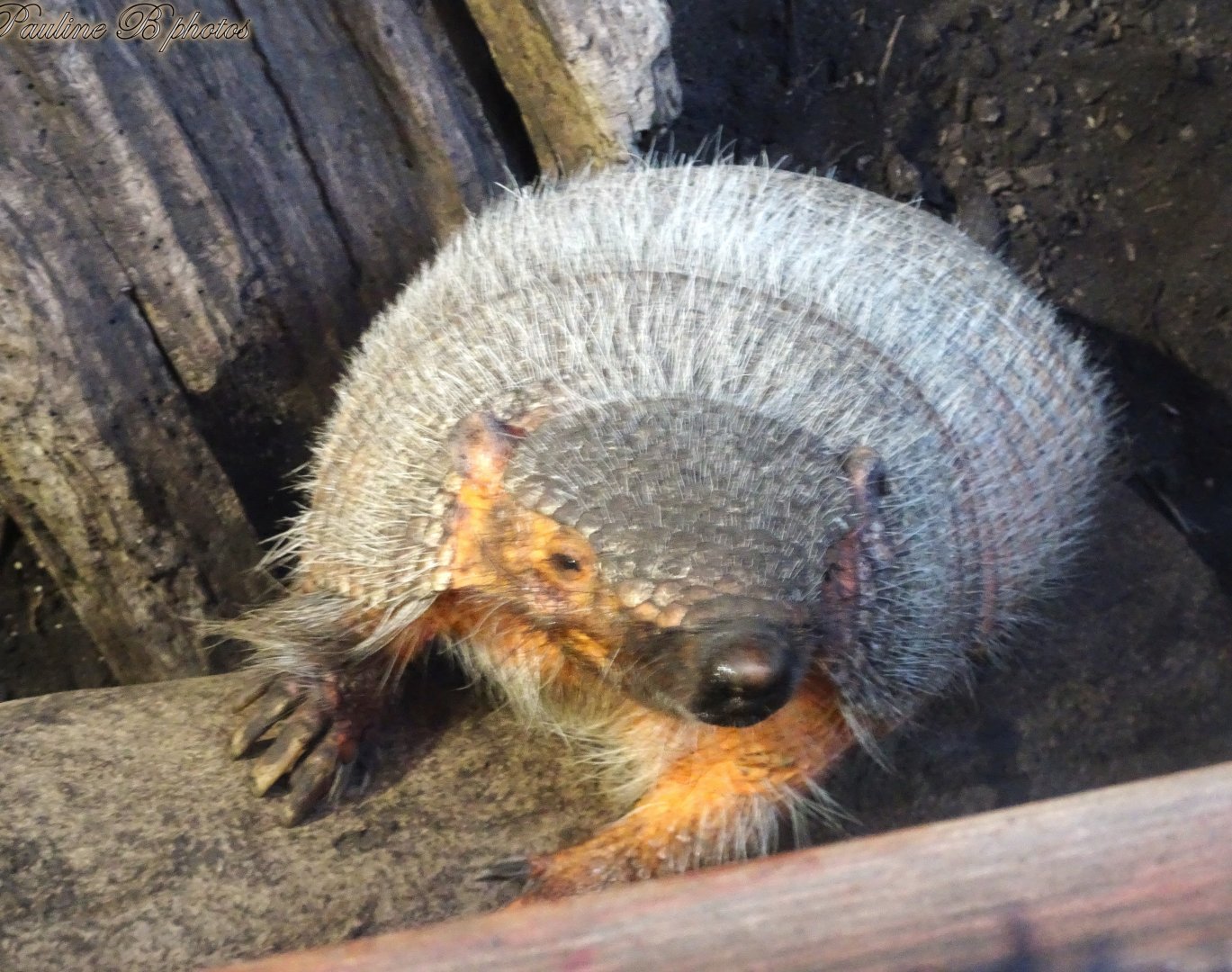 Big Hairy Armadillo  16 November 2025
