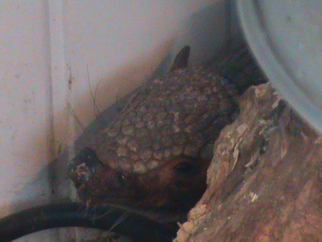 big hairy armadillo 200211