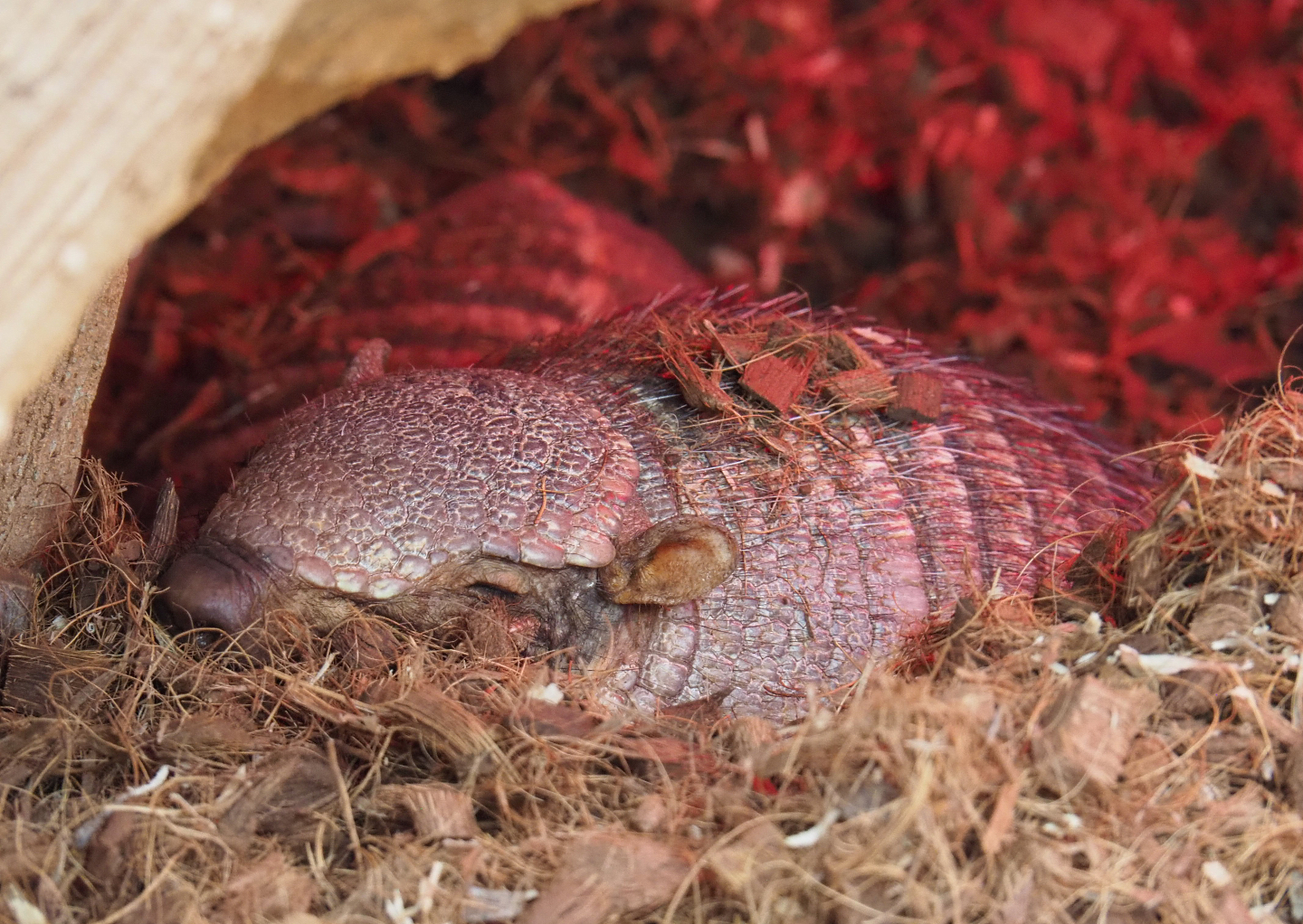 Big hairy armadillo (Chaetophractus villosus), 2019-10-05