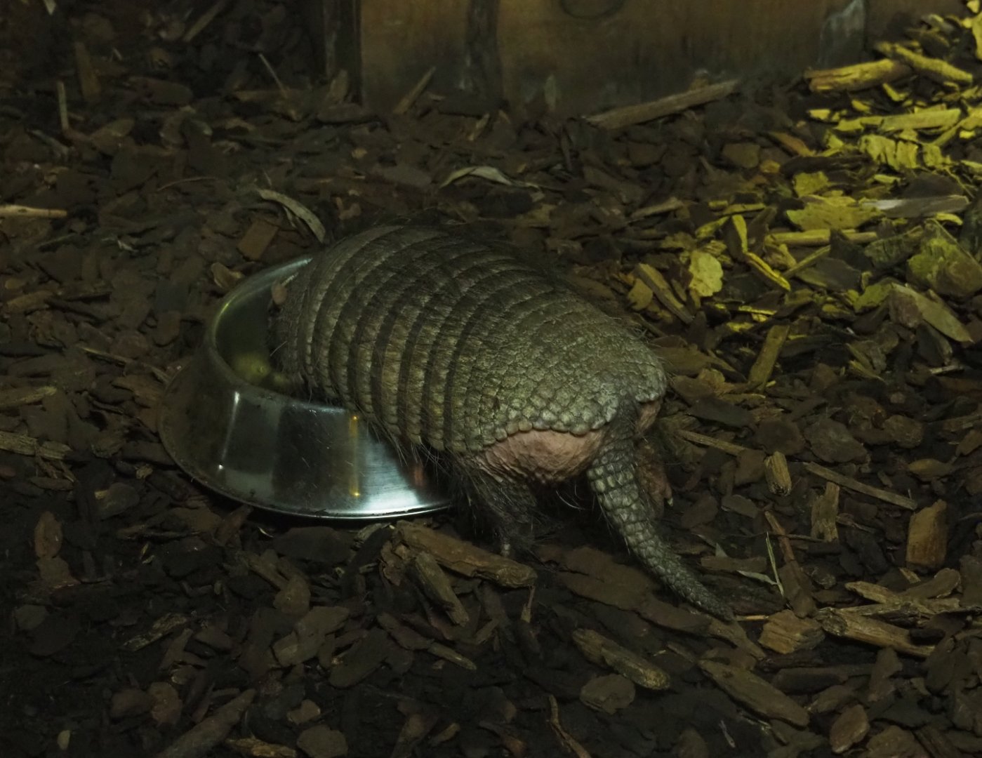 Big hairy armadillo (Chaetophractus villosus)