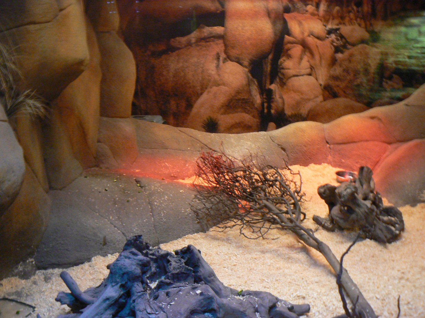 Big Hairy Armadillo Enclosure - 12 February 2018