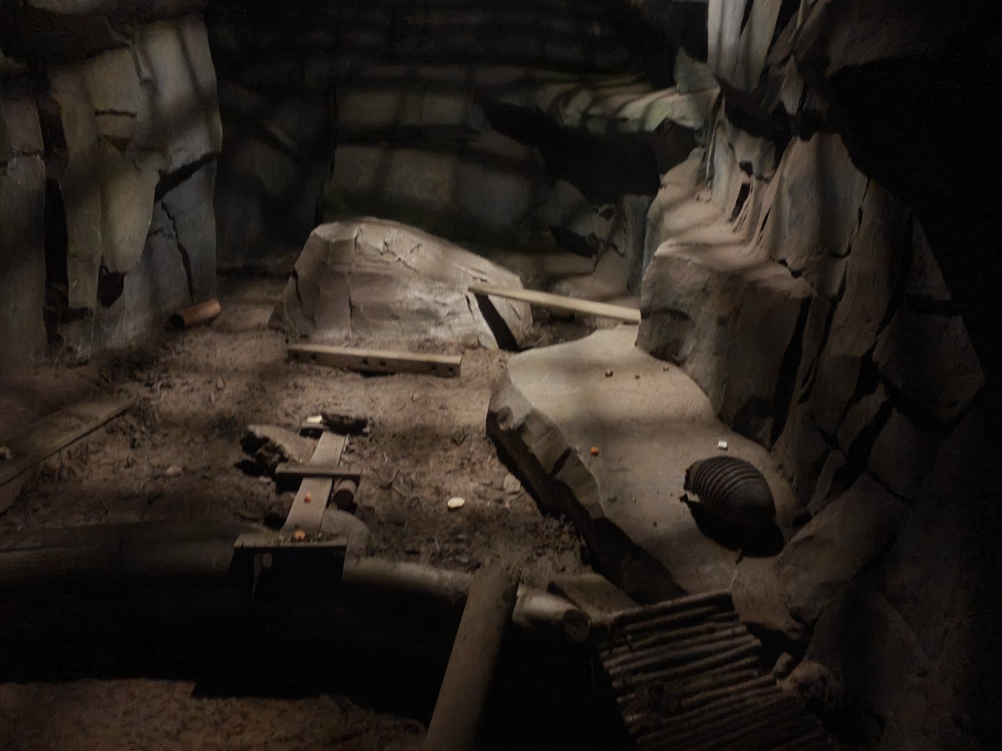 Big Hairy Armadillo enclosure 17/12/23