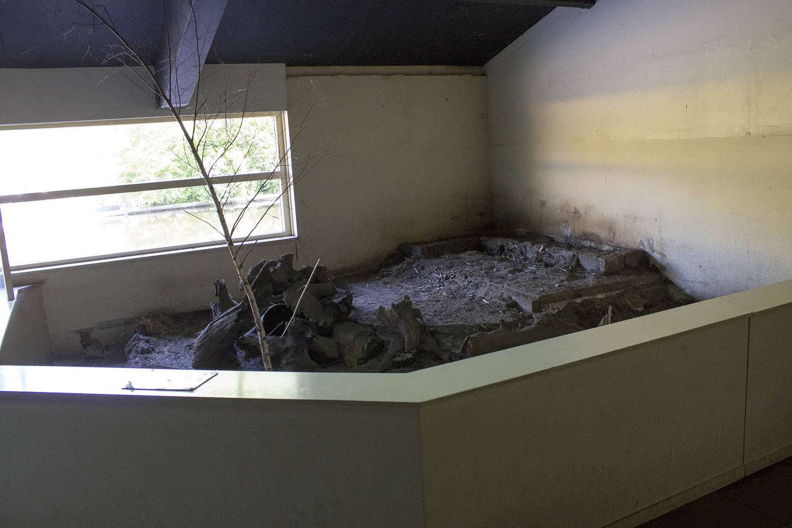 Big hairy armadillo exhibit (May 23th, 2015)