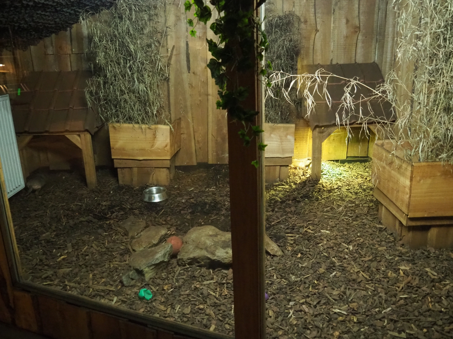 Big hairy armadillo exhibit