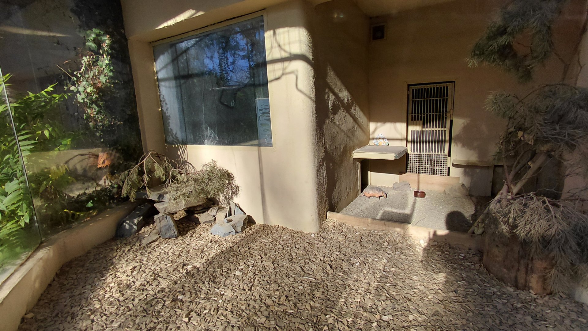 Big hairy armadillo exhibit