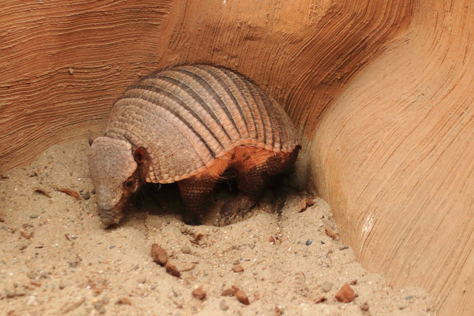 Big hairy armadillo (July 2020)