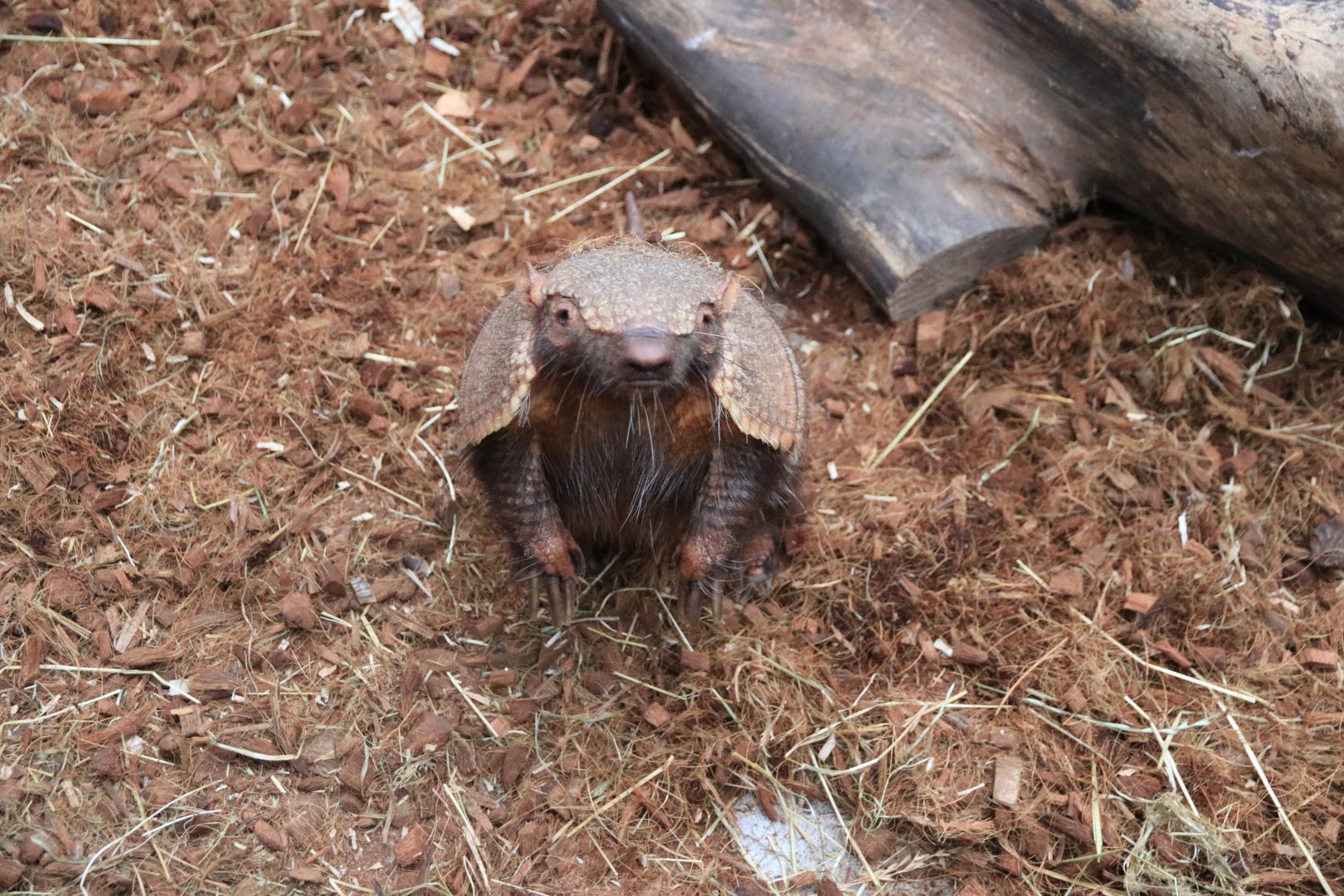 Big hairy armadillo (November 2019)