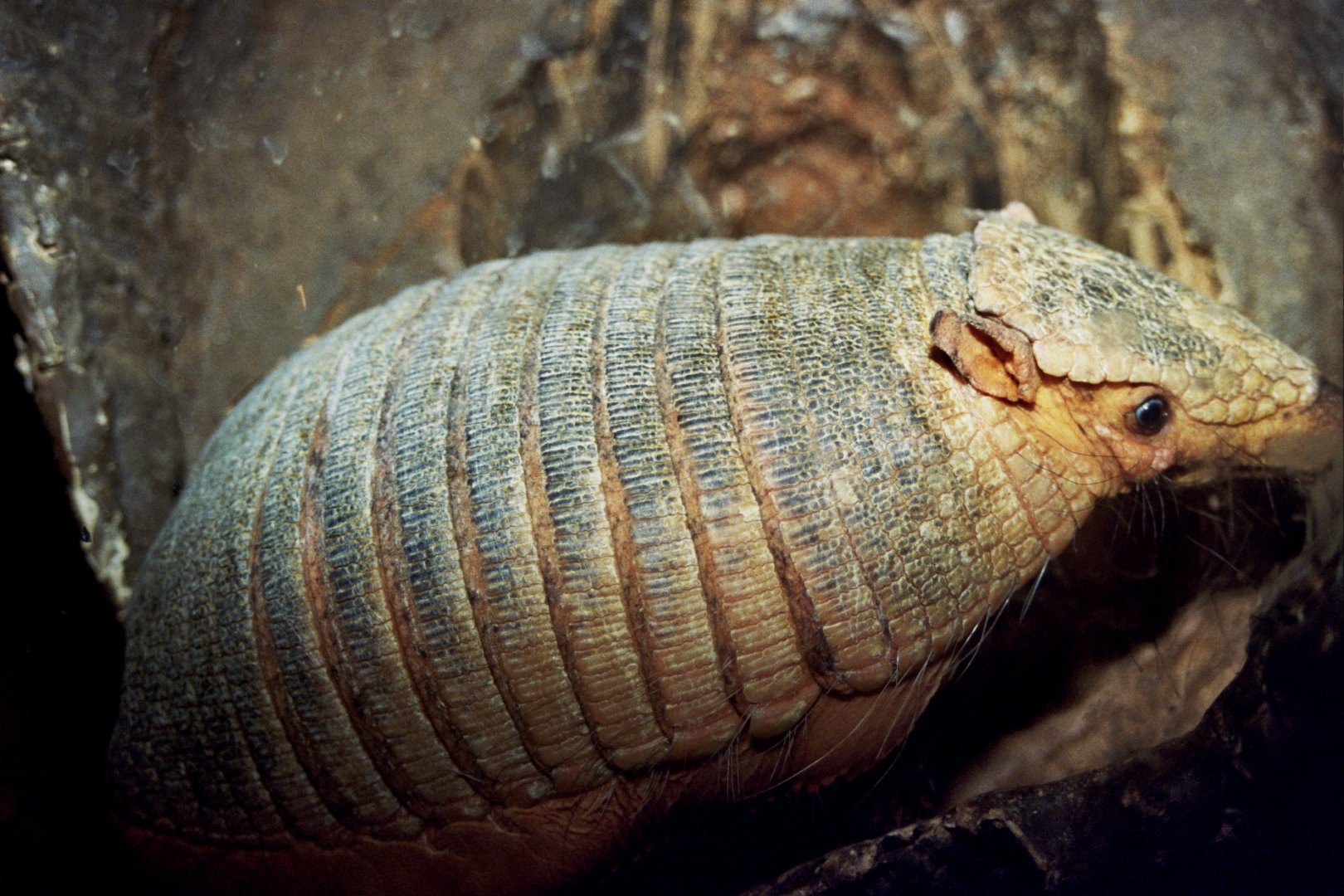 big hairy armadillo or large hairy armadillo (Chaetophractus villosus) scanned from 2006