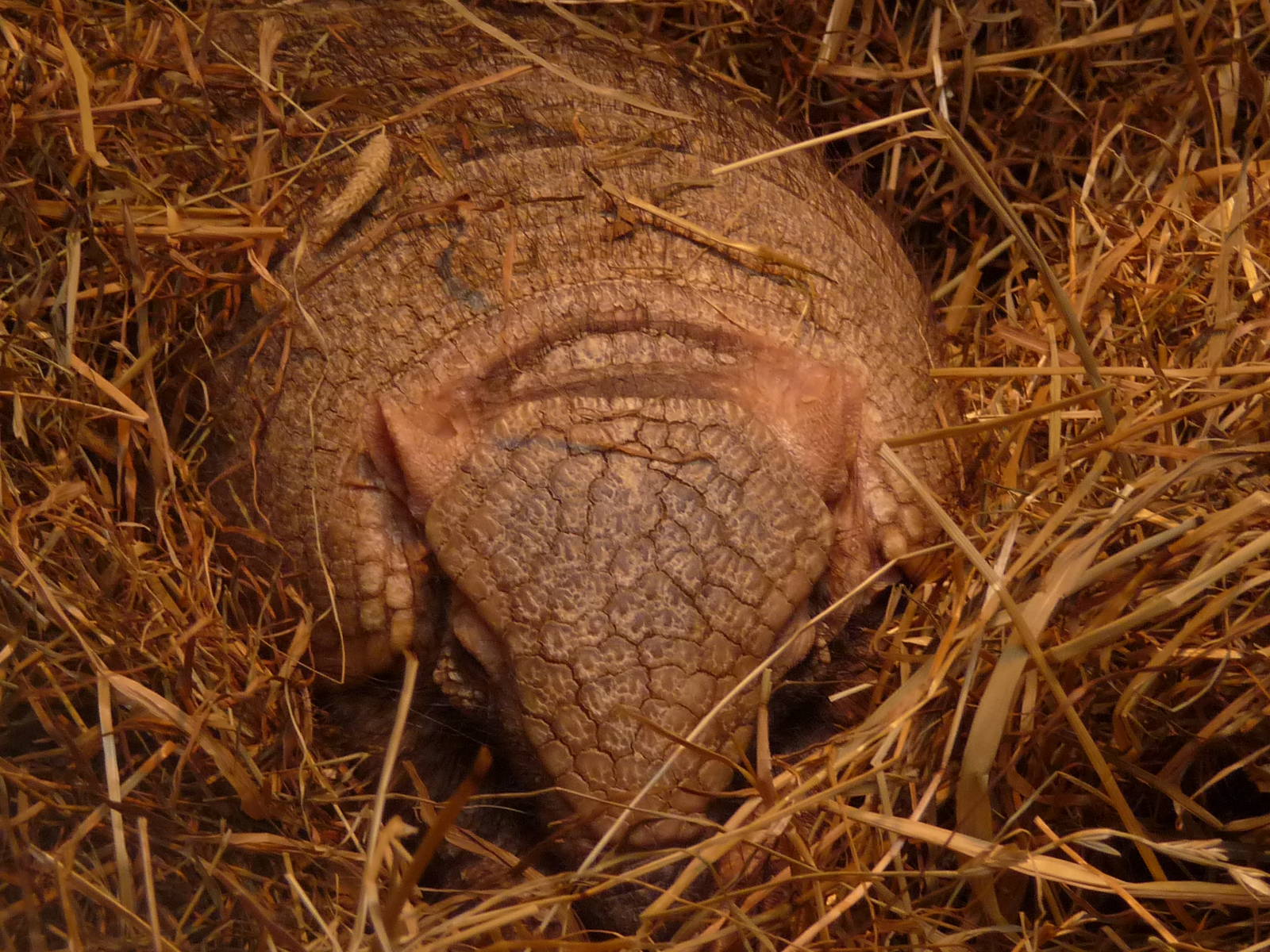 Big Hairy Armadillo
