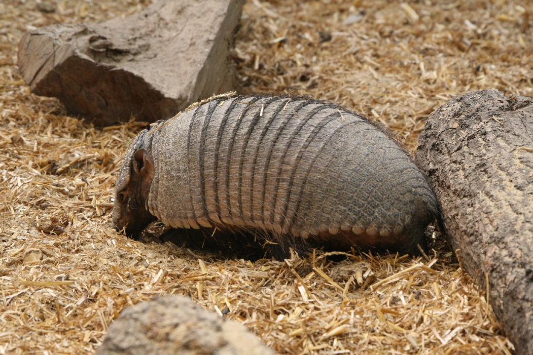 Big Hairy Armadillo