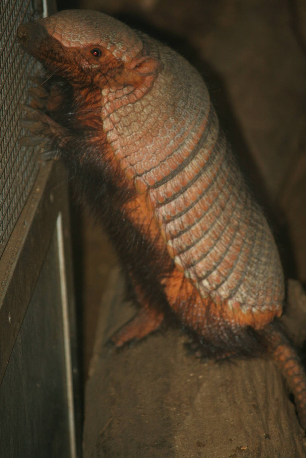 Big hairy armadillo