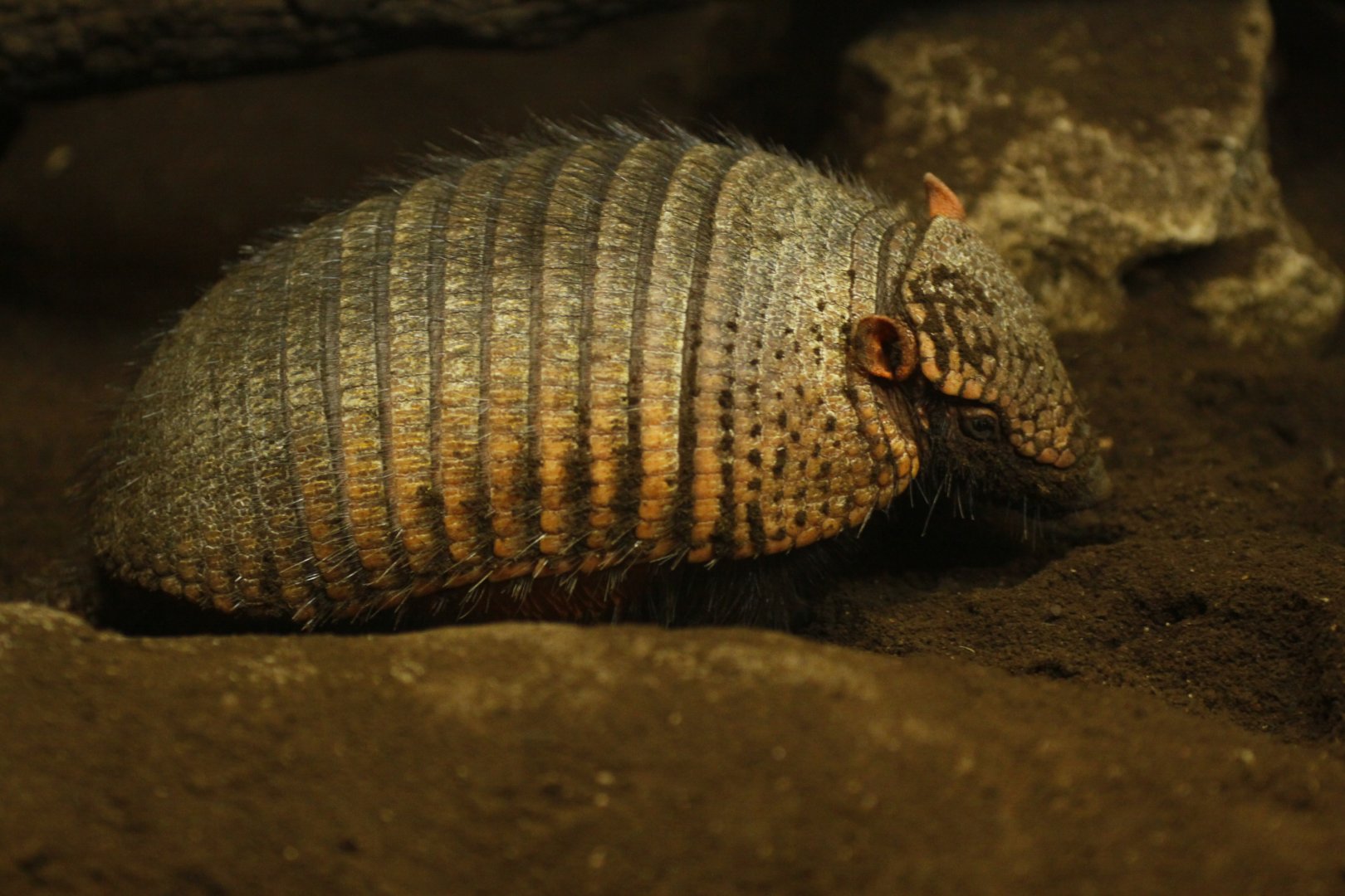 Big hairy armadillo