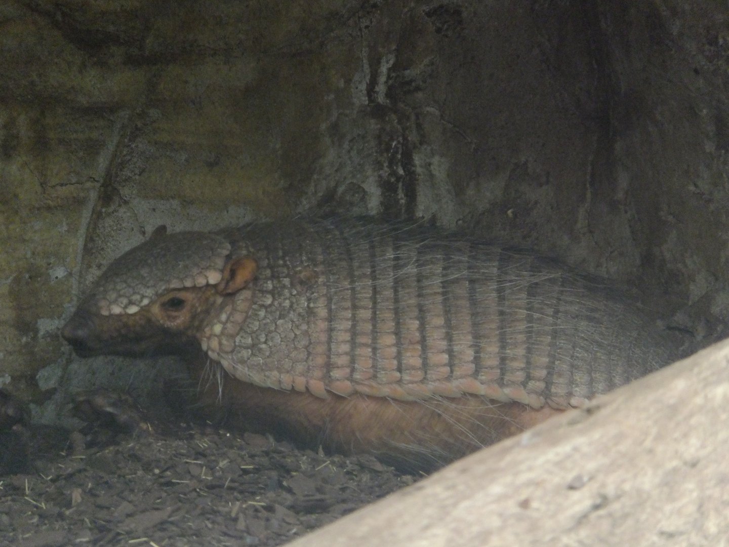 Big hairy armadillo