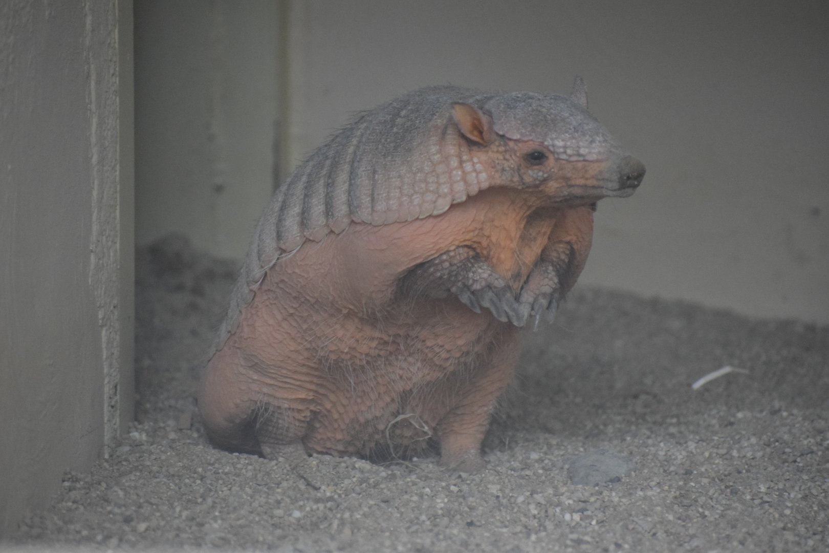 Big hairy armadillo
